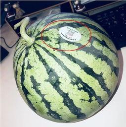 可以吃网红瓜的连接,跟随链接探寻网络热点背后的故事